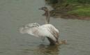 Birds: Mute Swan - immature (Cygnus olor)